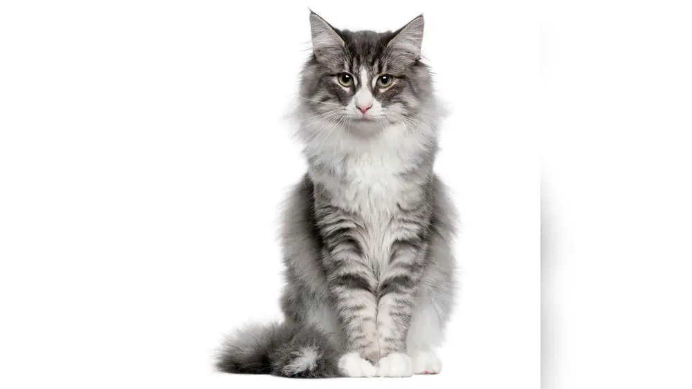 Norwegian Forest Cat Breed