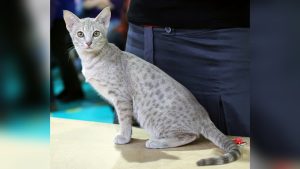 Ocicat Cat Breed