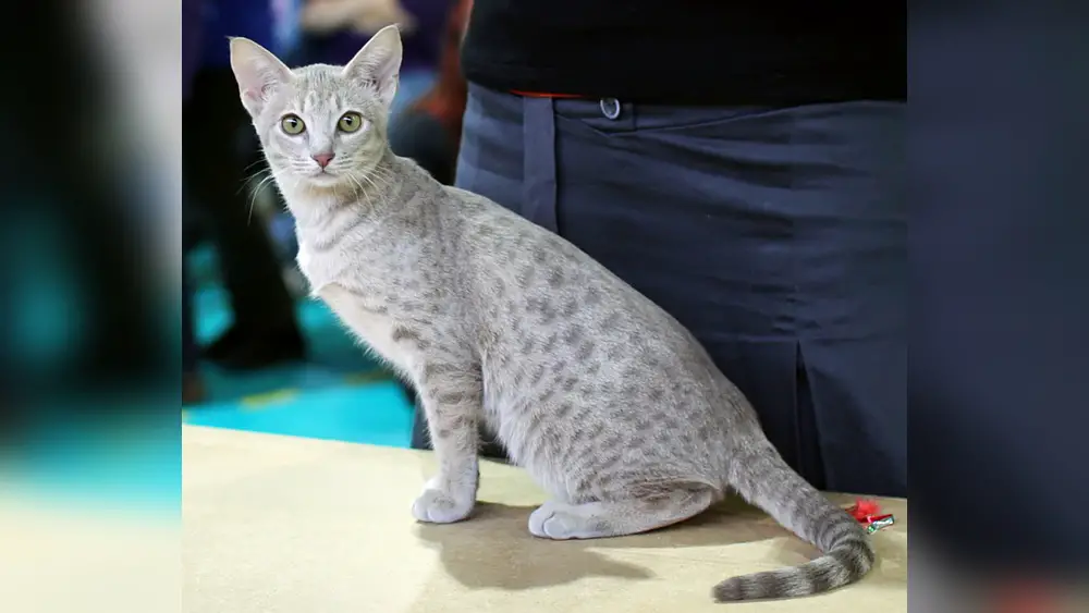 Ocicat Cat Breed