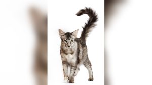 Oriental Longhair Cat Breed