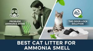 Best Cat Litter for Ammonia Smell