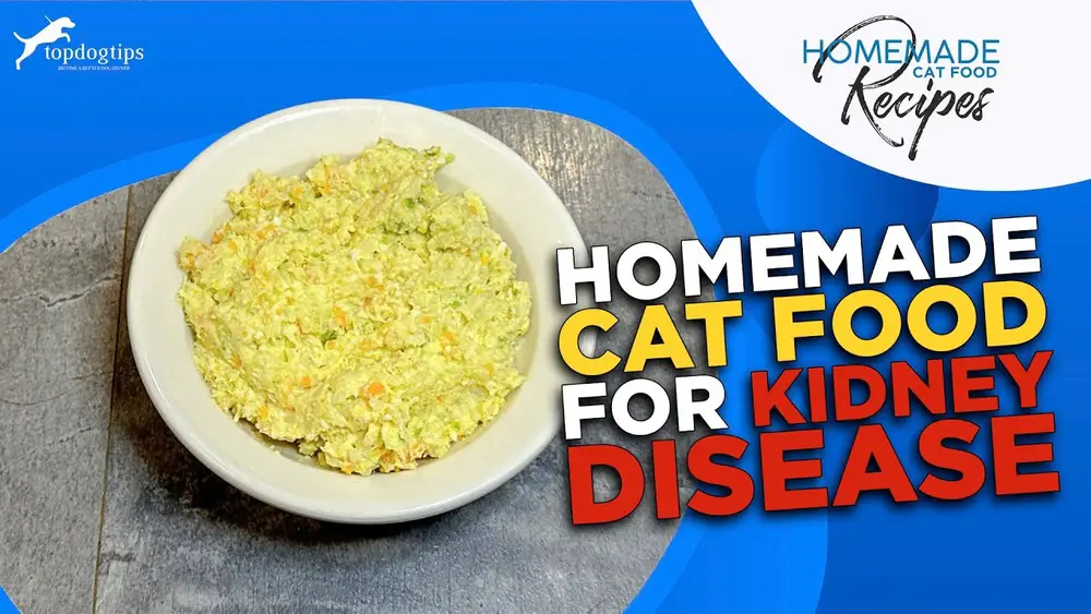 Cat Food for Cats With Kidney Disease