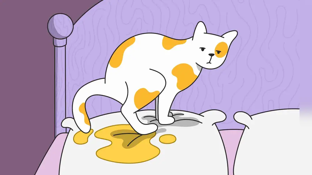 best-food-for-cats-with-no-teeth-vet-approved-soft-wet-diet-guide