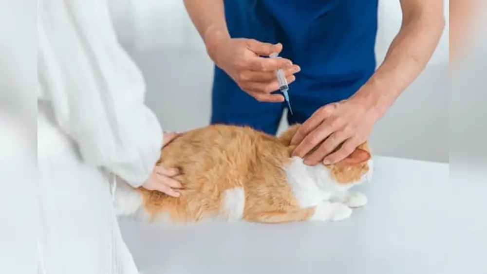 Does an Indoor Cat Need Rabies Shot