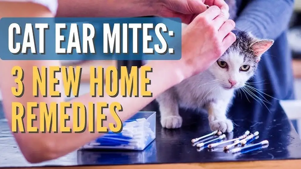 Home Remedies for Cat Ear Mites