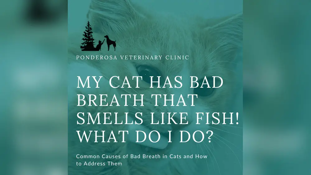 My Cat Has Bad Breath Smells Like Fish