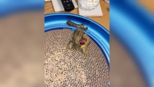 My Cat Has Blood in His Stool