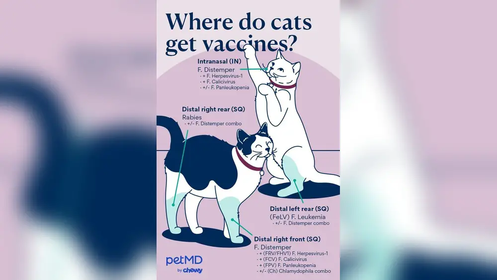 Rabies Shot in Cats Side Effects