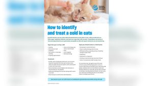 Signs of a Cold in Cats