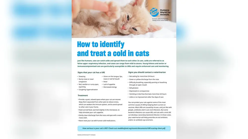 Signs of a Cold in Cats