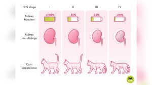 Stage 2 Kidney Disease in Cats