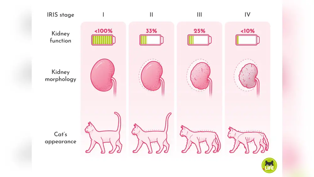 Stage 2 Kidney Disease in Cats