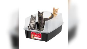 Best Litter Box for Ragdoll Cats