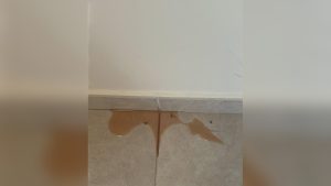 Cat Peeing Blood Outside Litter Box