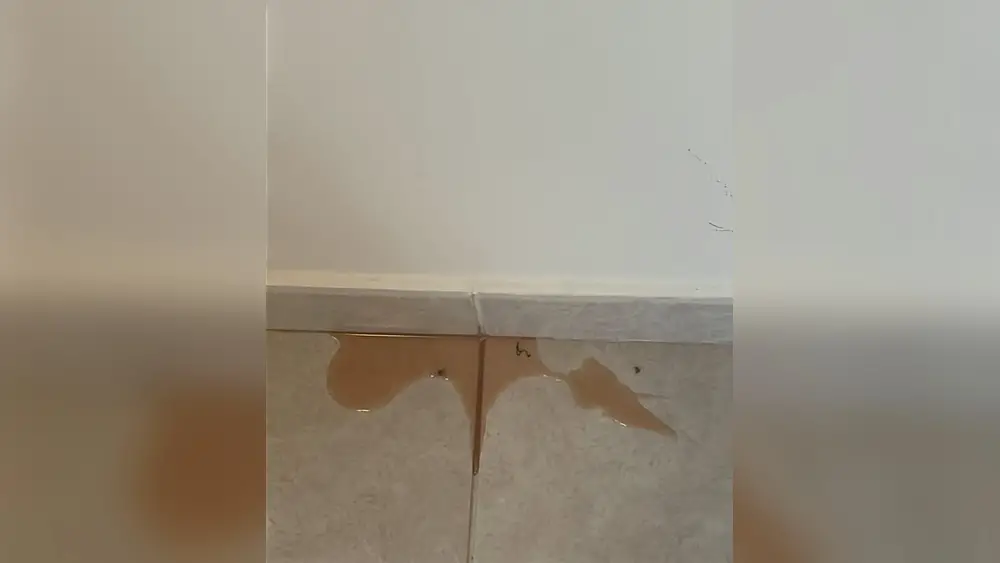 Cat Peeing Blood Outside Litter Box