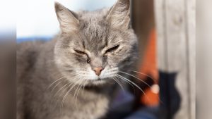 Cat Sneezing And Eye Discharge Home Remedy