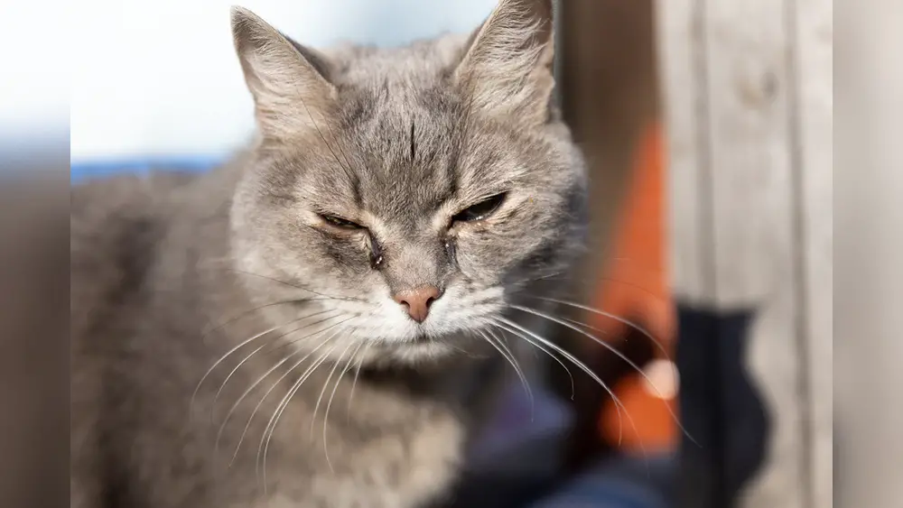 Cat Sneezing And Eye Discharge Home Remedy