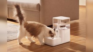 My Cat Doesn'T Drink Water But Eats Wet Food