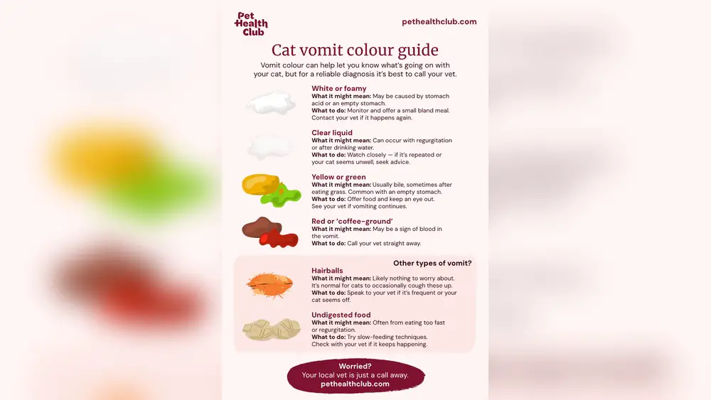 My Cat Vomits After Every Meal