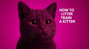 How to Litter Train a Kitten