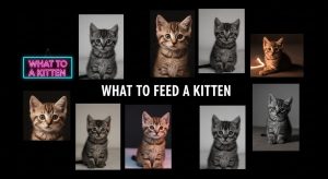 What to Feed a Kitten