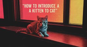 How to Introduce a Kitten to a Cat: A Step-by-Step Guide That Works