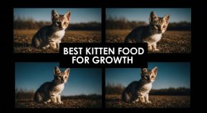 Best Kitten Food for Growth