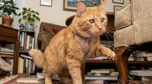 Blind cat navigating home