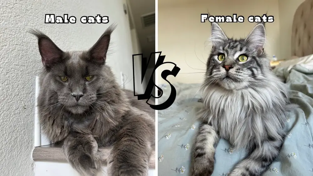 Male Vs Female Maine Coon