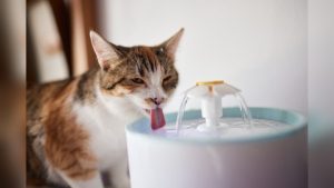 Old Cat Drinking a Lot of Water