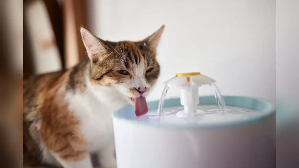 Old Cat Drinking a Lot of Water