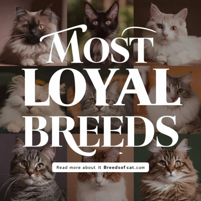 🐾 MOST LOYAL CAT BREEDS 🐾Looking for a feline friend that will stick by your side? Here are the top breeds known for their loyalty:✨ Ragdoll – The ultimate cuddle buddy 💕
✨ Siamese – Chatty and always there for you 🗣️🐈
✨ Maine Coon – A gentle giant with a heart of gold 🦁❤️Want to know more? 🐾 Visit Breedsofcat.com for all the details!#LoyalCats #CatLovers #RagdollCat #SiameseCat #MaineCoon #CatBreeds #PetLovers #CuddleCompanions #FurryFriends #CatsOfInstagram #FluffyCats #KittyLove #CatPerson