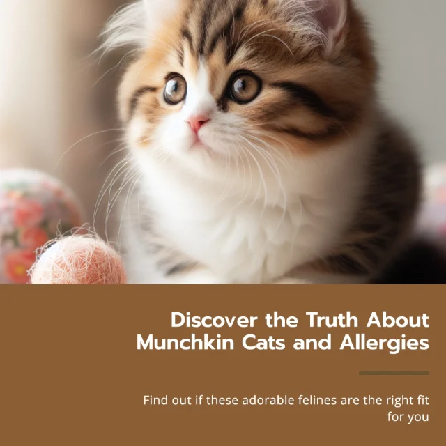 🐾 Munchkin Cats & Allergies: What You Need to Know! 🐾
Hello, fellow cat lovers! 😺 Are you thinking about adopting a Munchkin cat but worried about allergies? Here's some helpful info:Munchkin cats are famous for their adorable short legs and playful nature. While no cat is completely hypoallergenic, some breeds may produce fewer allergens. Here are a few tips if you're considering a Munchkin:Allergen Levels: Munchkin cats produce similar levels of the protein Fel d 1, which is responsible for cat allergies, as other breeds. Regular grooming can help reduce allergens.Cleaning Routine: Frequent cleaning and vacuuming can help minimize allergens in your home. Air purifiers may also be beneficial.Regular Baths: Giving your Munchkin regular baths can help reduce dander, which is a common allergen source.Consult an Allergist: If you're concerned about allergies, it might be a good idea to consult with an allergist before bringing a new cat home.Remember, every person and cat is different, so experiences with allergies can vary. If you have any experiences or tips, feel free to share them in the comments! 🐱💬#MunchkinCats #CatAllergies #PetCare #CatLovers