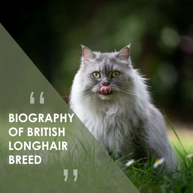 🐾 Meet the Majestic British Longhair! 🐾With their luxurious, flowing coats and captivating personalities, British Longhairs are truly a breed apart! Originating from the UK, these felines are known for their friendly nature and affectionate demeanor. Their plush fur not only adds to their charm but also serves as a perfect snuggle buddy during chilly nights. 🌨️❤️These gentle giants come in various colors and patterns, making each one a unique masterpiece! Whether they’re playfully chasing a feather toy or lounging in a sunbeam, they bring endless joy to our lives. ☀️🐱Want to learn more about this enchanting breed? Follow us for more feline facts and tips!👉 Visit our website: breedsofcat.com#BritishLonghair #CatLovers #FelineFriend #CaturdayEveryday #CatsOfInstagram #BreedsofCat 🐾✨