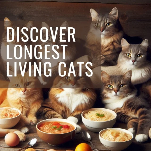 "Curious which kitties rule with 9 lives and then some? Discover the longest living domestic cat breeds!"#Breedsofcat
#lovercats #LoyalCats #longlife #catshealth #catsofarabia #catsofworld #kittenstagram