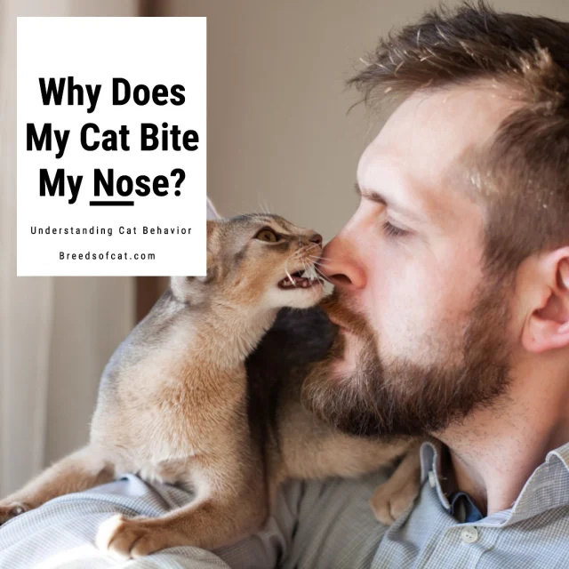 make a instagram caption "Why does My cat Bite my nose? ""Why does my cat bite my nose? 🐾❤️ Is it love, play, or just their quirky way of saying 'hi'? #CatBehavior #FelineMysteries #CatLove"